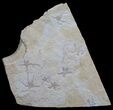 Brittle Star Mass Mortality Plate - Solnhofen Limestone #6138-1